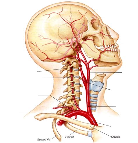 Exam Major Arteries Head And Neck Diagram Quizlet
