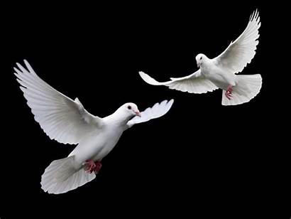 Dove Bird Flight Doves Birds Peace Death