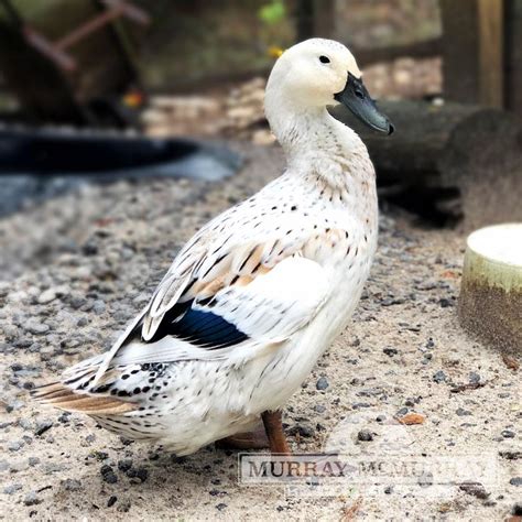 Murray Mcmurray Hatchery Welsh Harlequin Duck