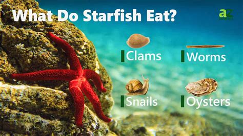 Starfish Animal Facts Asteroidea A Z Animals