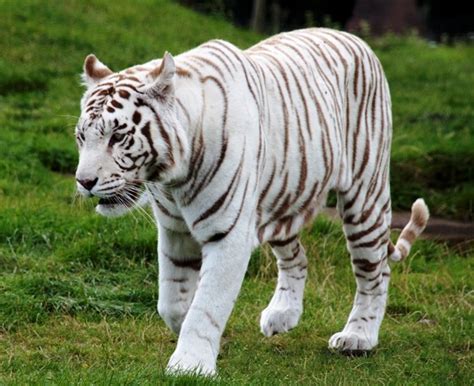 Seperti yang sudah disebutkan sebelumnya, harimau putih adalah hewan yang terancam punah. Khodam Dampingan : Pengiring Harimau Putih