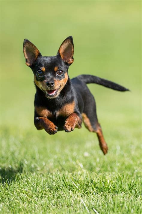 15 Cute Miniature Dog Breeds Best Toy Dog Breed List