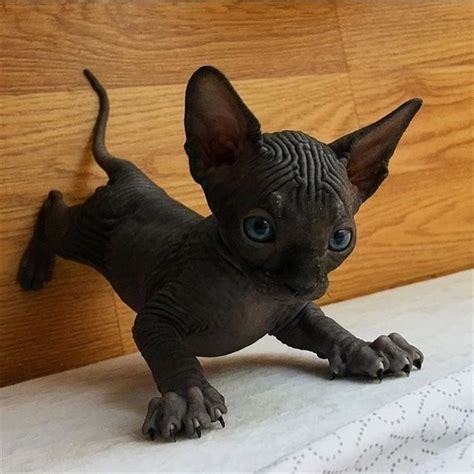 Is It Friday Yet 🐱 Trend Cute Hairless Cat Kittens Cutest Cute