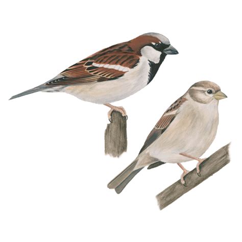 House Sparrow PNG Image | House sparrow, Mammals, Png images