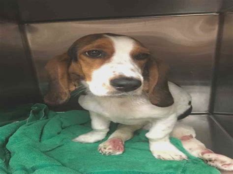 Contact cincinnati basset hound breeders near you using our free basset hound breeder search tool below! Basset Hound Puppies Dayton Ohio | PETSIDI