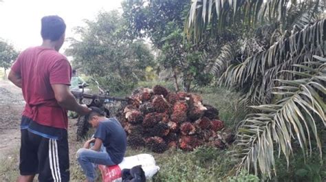 Petani Kelapa Sawit Di Mukomuko Gigit Jari Harga Tbs Turun Hingga