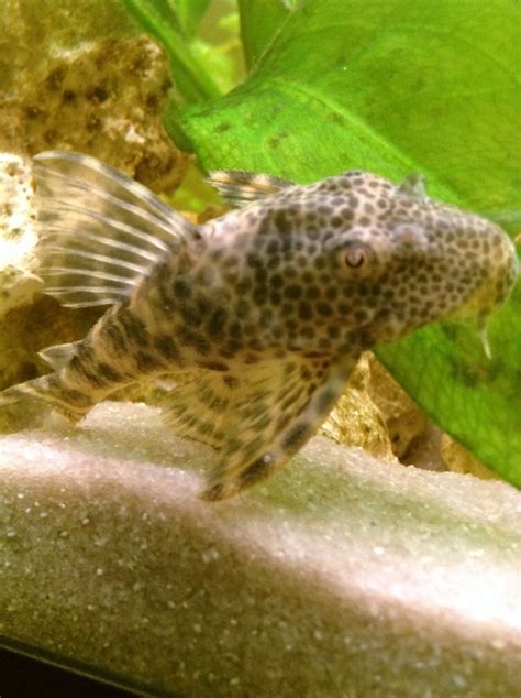 Hi All Please Could You Help Me Sex My L387 Pleco Thanks Everyone