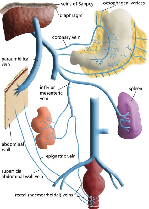 Male Reproductive System Labeled Clipart Best The Best Porn Website