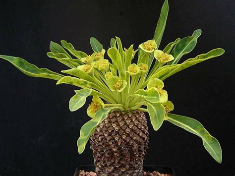 Find help and information on fockea edulis hottentot bread cylindrica, including varieties and pruning advice. Euphorbia bupleurifolia - Pine Cone Plant | World of ...