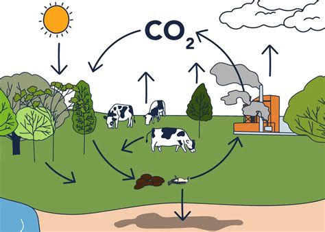 Ciclo del Carbono Depósitos Procesos e Impacto Actual Geoplaneta net