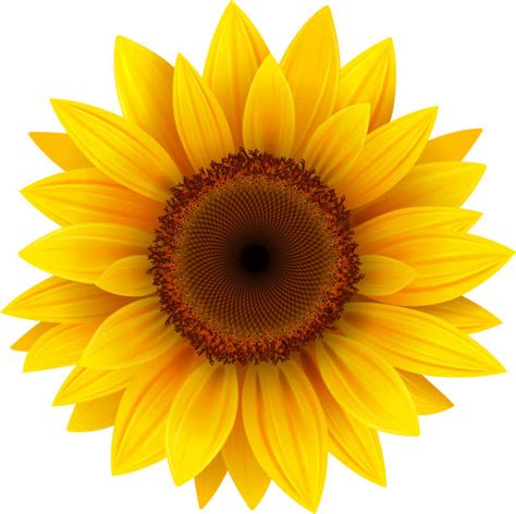 Sunflowers Illustrations Royalty Free Vector Graphics And Clip Art Istock