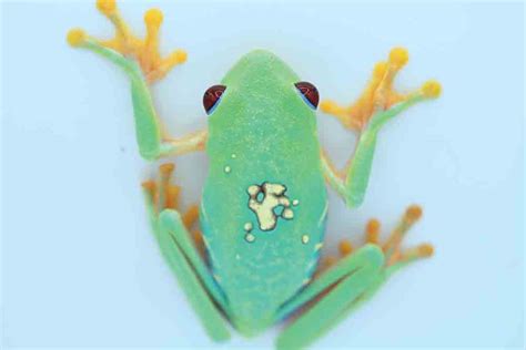 Keeping And Breeding Red Eyed Treefrogs Reptiles Magazine