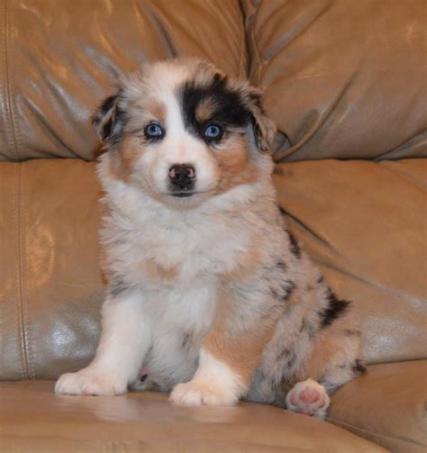 Find the right dog and live happy today. Australian Shepherd Puppies For Sale | Philadelphia, PA ...