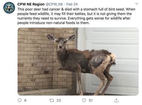 Stop Feeding The Wildlife Colorado Officials Share Diseased Deer