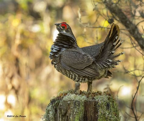 Male Spruce Grouse Grouse Grouse Hunting Animals