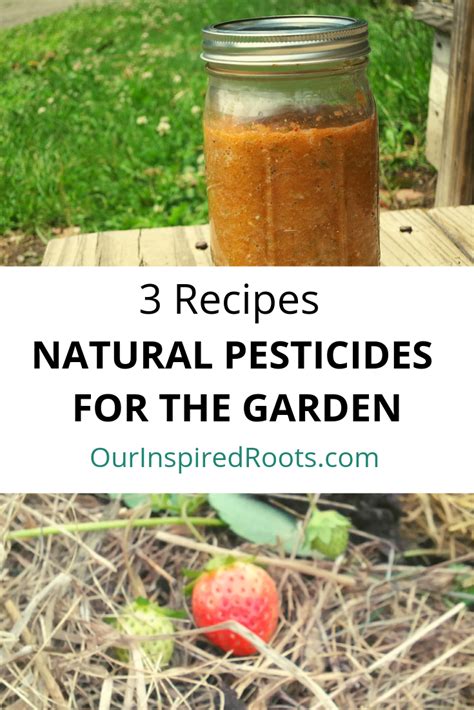 These Natural Pesticide Recipes Are Easy To Make At Home They Are Safe