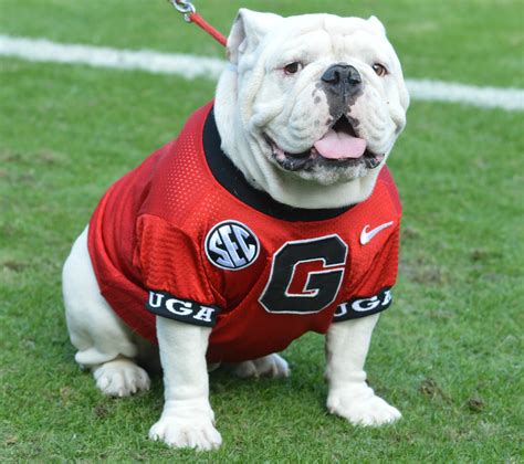 Que Uga Mascot Web Credit Visitathensga Dot Com Mark Smith0309ca2cc