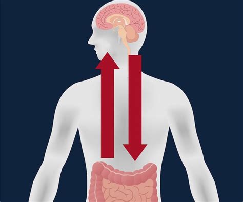 Parkinsons May Begin In Gut Before Affecting The Brain Live Science