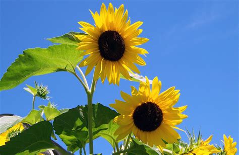 Zwei Sonnenblumen Kostenloses Stock Bild Public Domain Pictures