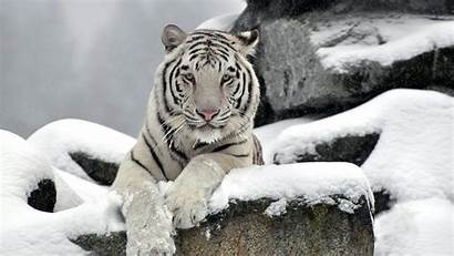 Tiger Desktop Snow Wallpapers Backgrounds Computer Animals