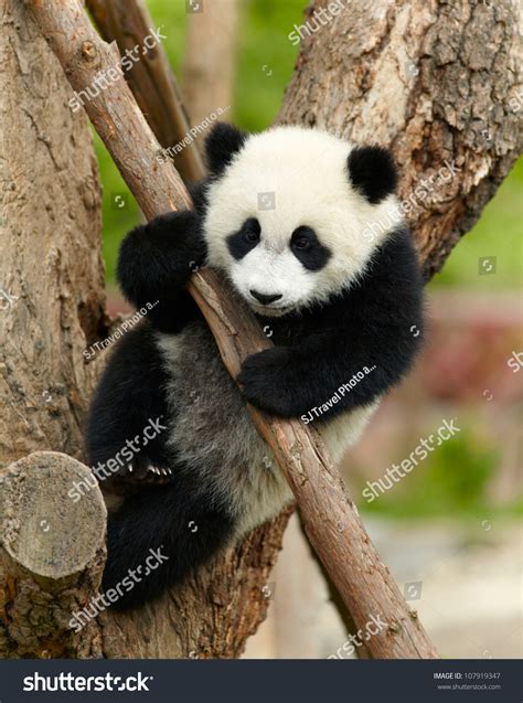 Giant Panda Baby Over The Tree Stock Photo 107919347