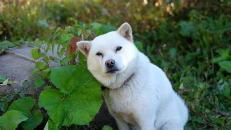 Hokkaido Dog Breed Info Pictures Facts And Traits Dogster