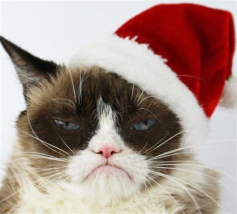 The Worlds Grumpiest Cat Visit Cat Diseases Grumpy Cat Christmas Grumpy Cat