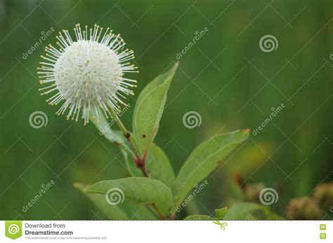 Buttonbush Flower In The Swamps Of The Southern United States Stock