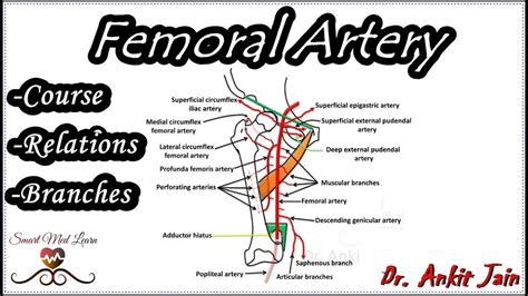 Femoral Artery Anatomy Origin Course Relations And Branches Profunda Femoris Artery Youtube