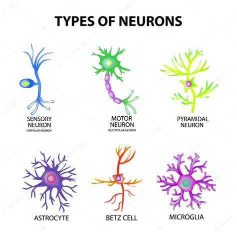 Tipos De Neuronas Estructura Sensorial Neurona Motora Astrocito