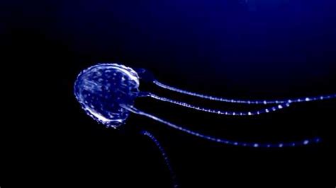 This Tiny Little Thing Is The Most Poisonous Box Jellyfish
