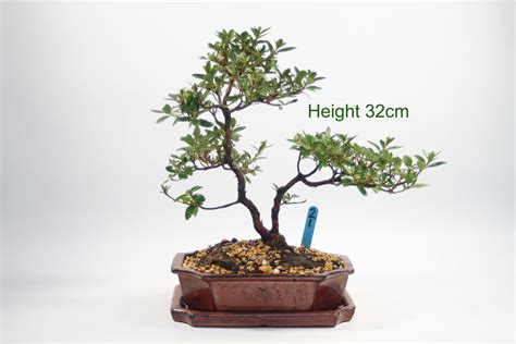 The fruit is very juicy and extremely high in ascorbic acid. Azalea Flowering Bonsai Trees Available For Sale - ALL ...
