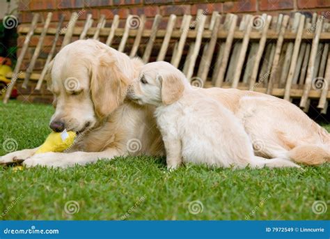 Golden Retriever Gr Puppy Smelling His Mother Stock Image Image Of