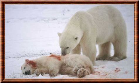 Au même titre que l'ours kodiak, l'ours l'ours polaire présente ainsi un important dimorphisme sexuel, c'est à dire que les femelles sont nettement plus petites que les mâles. Durée Gestation Ours Polaire - Pewter