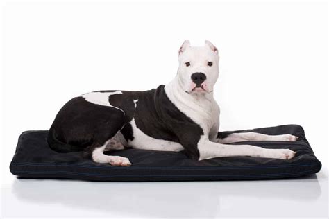 14 Best Tough Dog Beds For Chewers With Guarantees Hey Djangles