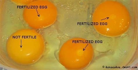 Maybe you would like to learn more about one of these? How to Tell a Fertile vs INfertile Egg (Pictures ...