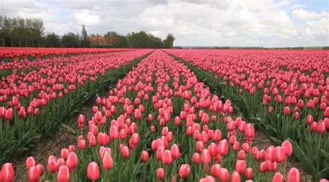 The Huge Tulip Fields At Texas Tulips Have Opened Just North Of Dallas