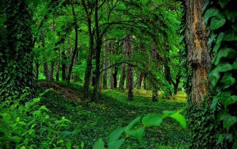 Green Forest Wallpaper Hdforestgreennaturenatural Landscape