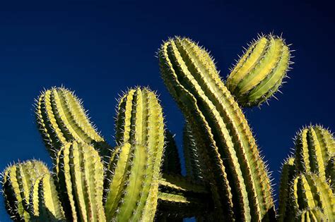 Sahara Desert Cactus Desert Africa Stock Photos Pictures And Royalty