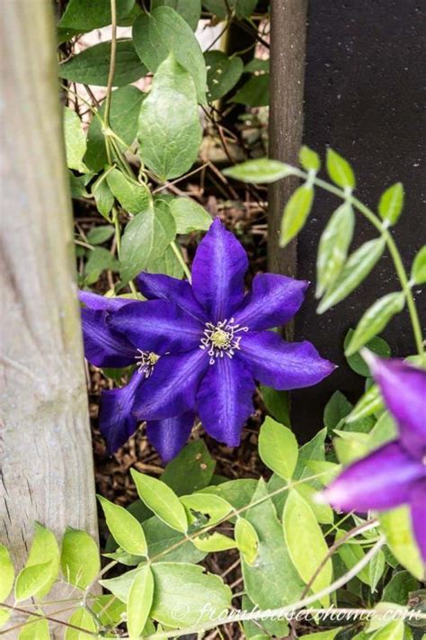 Most perennial flowering vines prefer a sunny location, but many vines will thrive in shade or partial shade, making them ideal for woodland. 9 of the Best Flowering Vines For Shade | Flowering vines ...