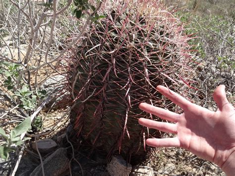Math Science And Technology Blog Common Arizona Cacti
