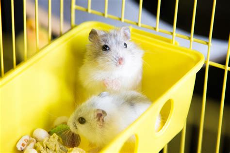 How To Clean A Hamster Cage Guide And Tips Pet Comments