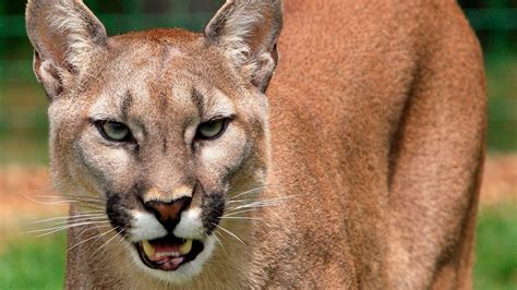 Cómo ATACAN los PUMAS a sus PRESAS Animales Salvajes YouTube