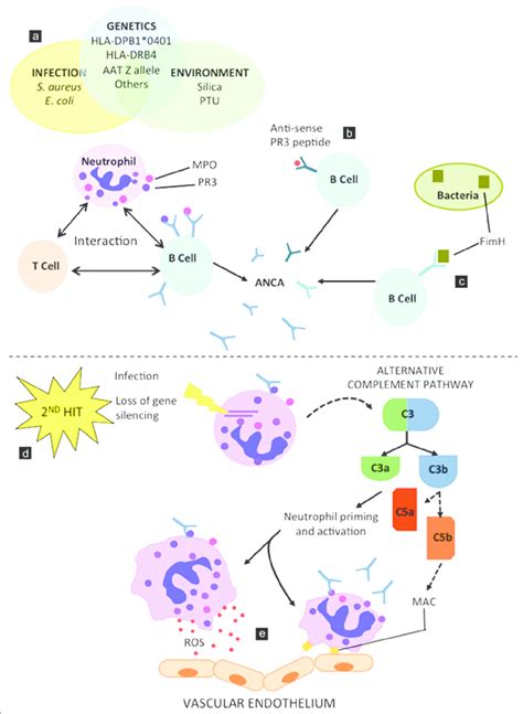 Pathogenesis Of Anti Neutrophil Cytoplasmic Antibody Associated