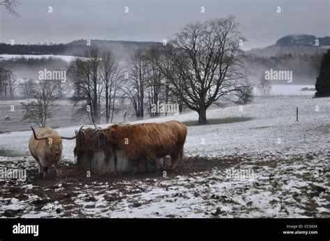 Highland Cow Snow Hi Res Stock Photography And Images Alamy