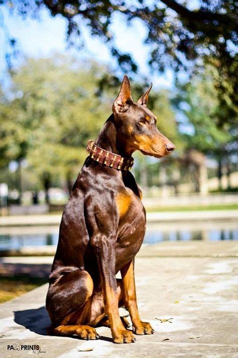39 Best Red Doberman Pinscher Images Doberman Pinscher Doberman Dogs