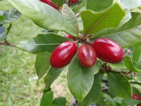 The Curious Case of the Fruit That Transforms Sour to Sweet