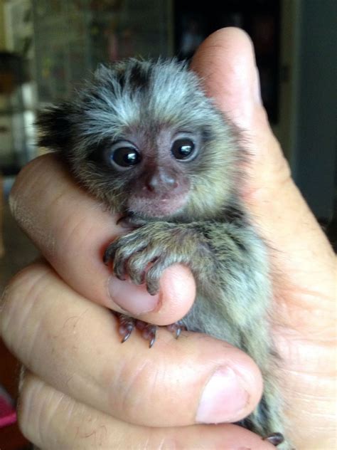 Baby Finger Monkeys For Sale In Nc Peepsburgh