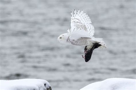 Snowy Owl Facts Identification Size Habitat And More