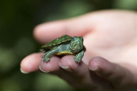 Pet Turtles That Stay Small And Look Cute Forever Pet Turtle Turtle